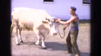 RUSSIA-1963: Man Pulling Cow By Chain And Old Woman In Garden