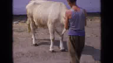 RUSSIA-1963: Man Leading Rare Albino Bull in 8mm Home Movie
