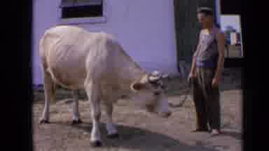 Russia (1963): Adult Male With Cream Colored Cow With Horns Lead Standing By