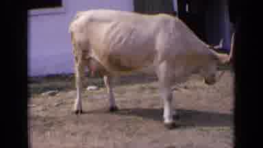 Russia-1963: Cow Patiently Waiting While Owner Holds the Reins