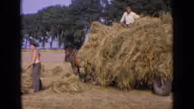 Russia (1963): Breeders Work The Hay