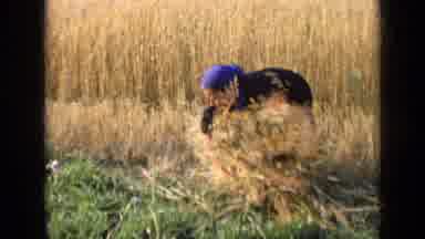 Russia (1963): People Gathering Hay In A Field