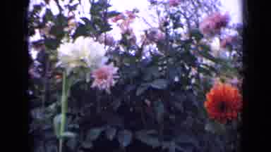 Russia (1963): A Large Garden Of Carnations In Multiple Colors Colors Of