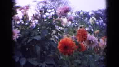 Russia (1963): Close Up View Of Various Flowers In Nature