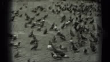 Russia (1963): Crowd Gathers Around Flocking Birds In The Cobblestone City Center