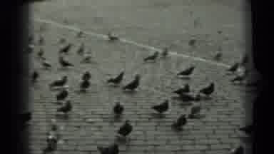 Russia (1963): A Flock Of Pigeons Walk Across Paving Stones Followed By Farm