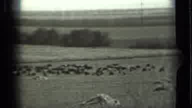 Russia (1963): Field Showing Cattle On The Pastures Standing Still
