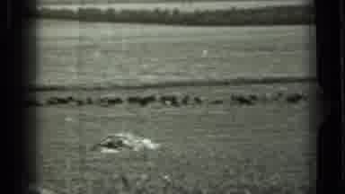 Russia (1963): Animals Grazing In The Pasture On A Hot Sunny Day