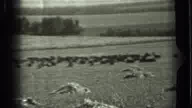 Russia (1963): Animals Grazing In A Large Field Roaming In Black And White Video
