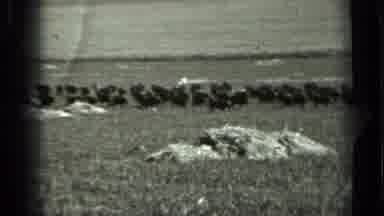 RUSSIA-1963: Herd Of Bison Migrating Across Open Field