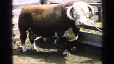 Kansas USA-1964: Adorable Auburn Colored Bull With Cute White Face Stands In