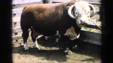 Kansas USA (1964): Brown And White Bull Bovine Standing In A Fenced In Farm