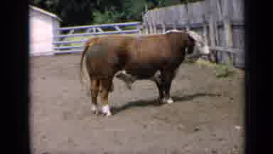 Kansas USA-1964: Brown Bull In Corral Wagging Tail With Cattle Herd In Background