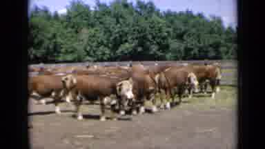 Kansas USA-1964: View Of Cattle On Farm On Sunny Day With Nature Present