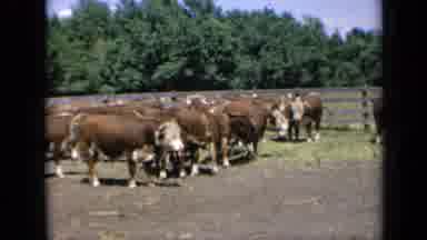 Kansas USA (1964): Cattle Grazing The Very Busy Road Next To A Large Urban Center