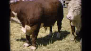 Kansas USA (1964): Hereford Cattle Stand In A Fenced Pen With Cars Parked Outside
