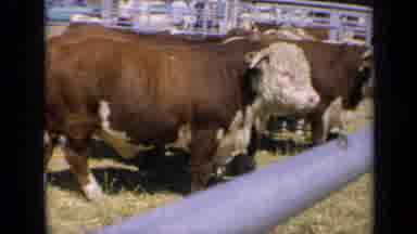 Kansas USA (1964): Brown Cows Living Their Best Life On A Hot Summer Day