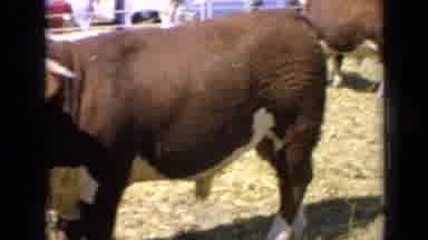 Kansas USA (1964): Auburn Colored Male Bovines With White Faces In Corral On Sunny