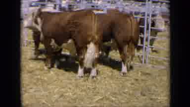 Kansas USA (1964): Cows Standing Outside Eating Grass While People Watch