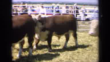 Kansas USA (1964): Auburn Colored Bulls With White Faces In Corral On Sunny Day