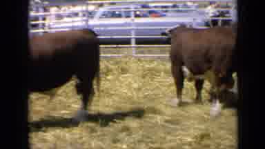 Kansas USA (1964): Several Bulls Stand In The Pen As People Come From Their Cars