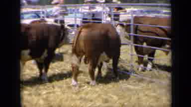 Kansas USA (1964): Cows Standing Outside Eating Grass While People Watch