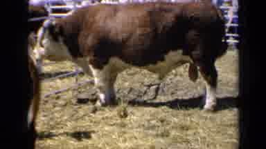 Kansas USA (1964): Agriculture Livestock Farming Buffalo Feeding Animal