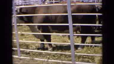 Kansas USA (1964): Cow Looking At Me