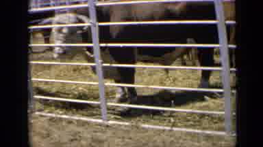 Kansas USA (1964): A Big Brown And White Bull Standing On A Field Of Grass