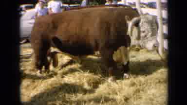 Kansas USA (1964): Show Cows Set Up To Compete In State Fair Prettiest And