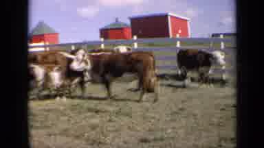Kansas USA (1964): Herd Of Hereford Cattle Standing Next To White Fence On A
