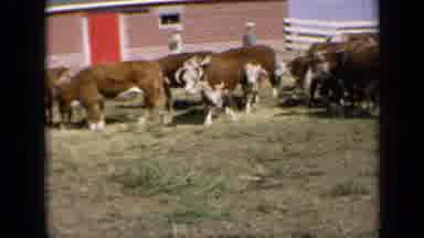 Kansas USA (1964): Bulls Gathered By Barn
