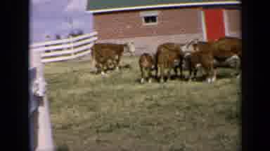 Kansas USA (1964): Cows Eating Grass From A Field While People Around Them Watch