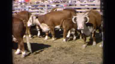 Kansas USA (1964): Cows At The Fair With People Watching And Talking Around Them