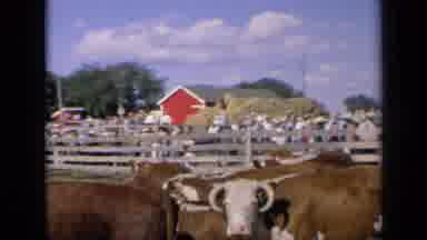 Kansas USA (1964): Farm Life Showing Cows