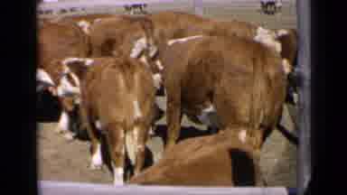 Kansas USA (1964): Brown Bovines With White Faces In Corral On Sunny Day People In