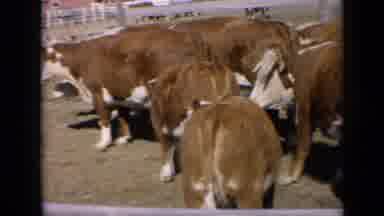 Kansas USA (1964): Cows Standing Outside Eating Grass By A Barn