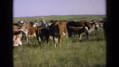 Kansas USA (1964): Red And White Cows Bullocks And Calves In A Field