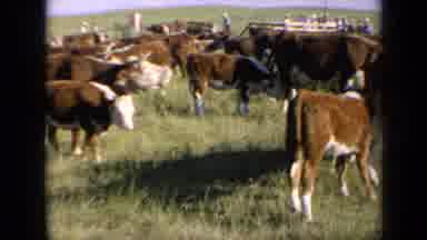 Kansas USA (1964): Dozens Of Cows Standing Around A Field Eating Grass