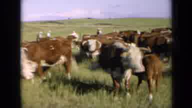 Kansas USA (1964): Herd Of Hereford Cattle Grazing On A Bright Sunny Day