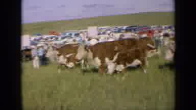 Kansas USA (1964): People Gathered Around A Herd Of Cows; As A Man Host An Event