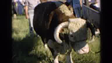 Kansas USA (1964): Hereford Cattle Sale On The Farm In The Plains Around The 1970s