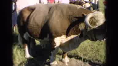 Kansas USA (1964): People Looking At Large Brown And White Steer On A Sunny Day