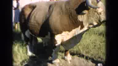Kansas USA (1964): Cute Auburn Colored Bovine With White Face Inside Fenced Area