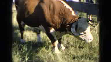 Kansas USA (1964): Bull Cow Scratches His Front Leg With His Back Leg