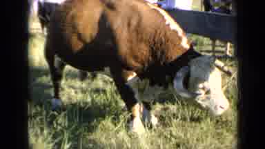 Kansas USA (1964): Cow Grazing In Rural Area With Large Extension On Well