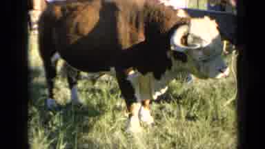 Kansas USA (1964): The Large Bull Looks Unimpressed And He Munches On The Grass In