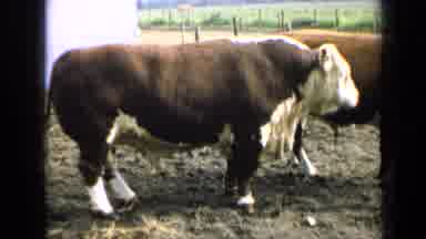 Kansas USA (1964): Cow Standing On Grass Dirt With Another Cow