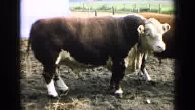 Kansas USA (1964): Brown And White Cow Looks At Camera On A Cloudy Day