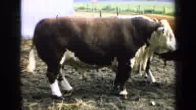 Kansas USA (1964): Two Late To Middle Age Farmers Observing Cows Who Wag Their